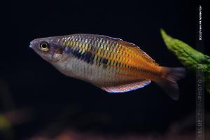 Boesemani Rainbowfish Thumbnail