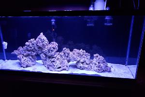 First Marine Tank Thumbnail