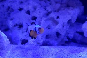 Snowflake Clownfish Thumbnail