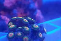 Rasta Zoa Thumbnail