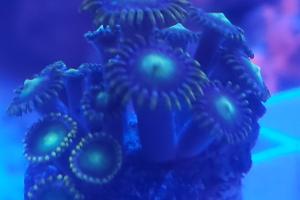 basic zoa