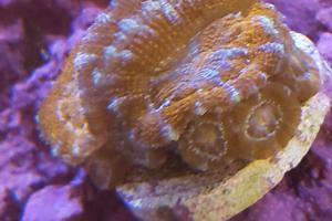 Light Green  and Orange Acan