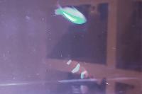 Green Chromis Thumbnail