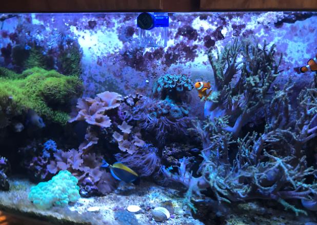 My Aquarium on Nov 14, 2019