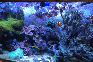 My Aquarium on Nov 14, 2019