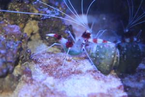 Banded Coral Shrimp Thumbnail