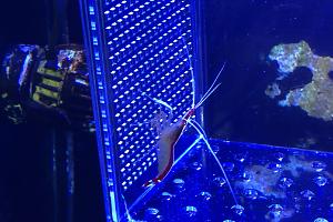 Scarlet Skunk Cleaner Shrimp Thumbnail