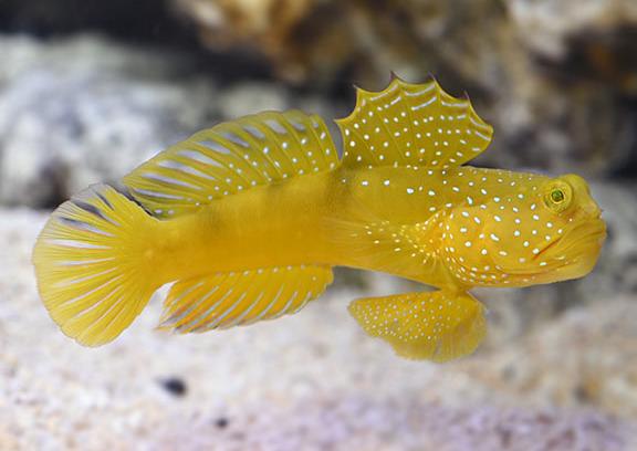 Yellow Prawn Goby