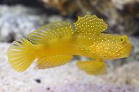 Yellow Prawn Goby Thumbnail