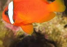 Tomato Clownfish