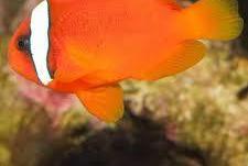 Tomato Clownfish