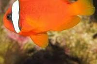 Tomato Clownfish Thumbnail