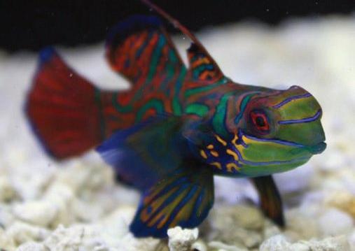 Mandarin Goby