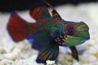 Mandarin Goby Thumbnail