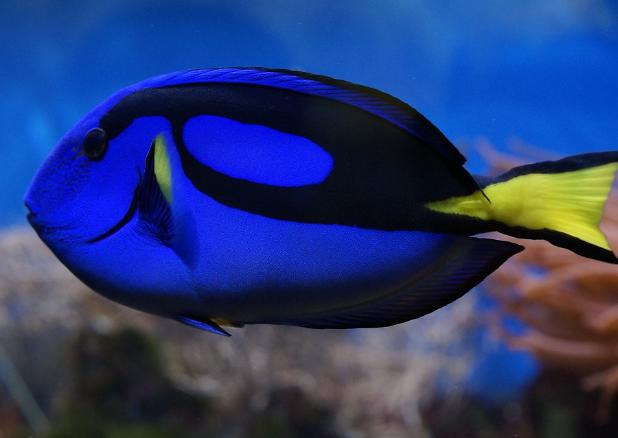 Blue Tang