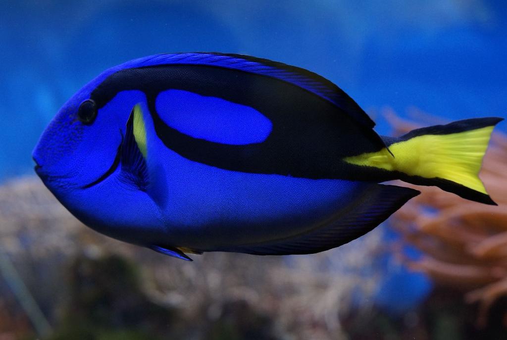 Blue Tang