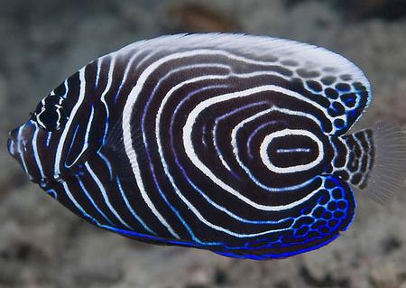 Emperor Angelfish