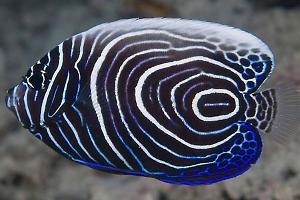 Emperor Angelfish Thumbnail