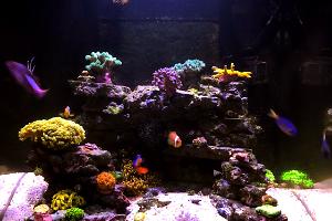 Jarvis Reef  Thumbnail