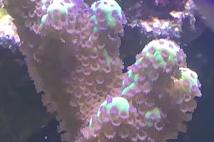 Montipora confusa Thumbnail