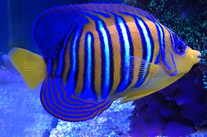 Regal Angelfish Thumbnail