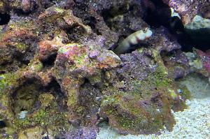 Orange Spotted Goby Thumbnail