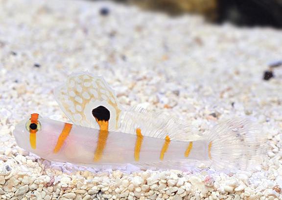 Orange Stripe Prawn Goby