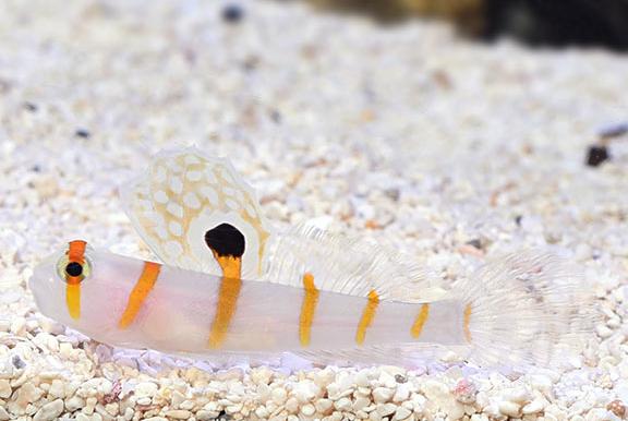 Orange Stripe Prawn Goby