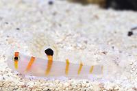 Orange Stripe Prawn Goby Thumbnail