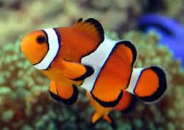 Ocellaris Clownfish