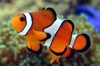 Ocellaris Clownfish Thumbnail