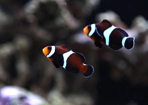 Caramel Clownfish