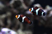 Caramel Clownfish Thumbnail