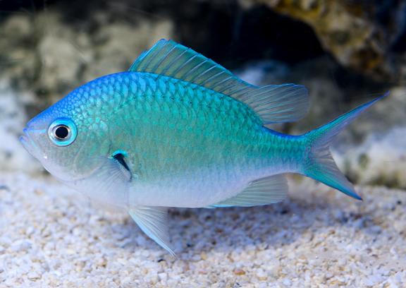 Blue Chromis