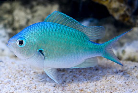 Blue Chromis