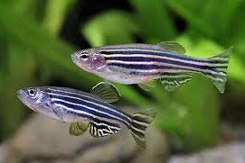 Zebra Danio Thumbnail