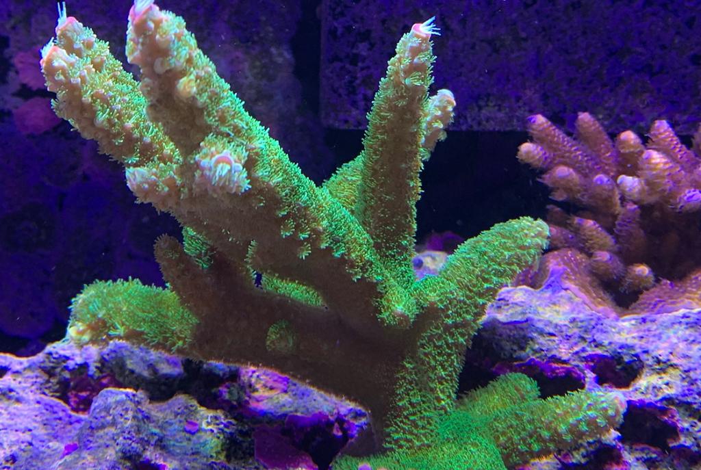 40G Mixed Reef on Nov 17, 2019