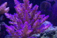 40G Mixed Reef on Nov 17, 2019