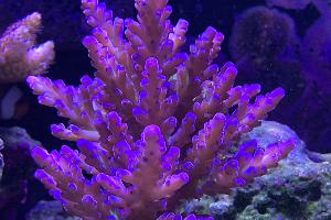 40G Mixed Reef on Nov 17, 2019