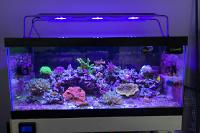 40G Mixed Reef on Nov 17, 2019