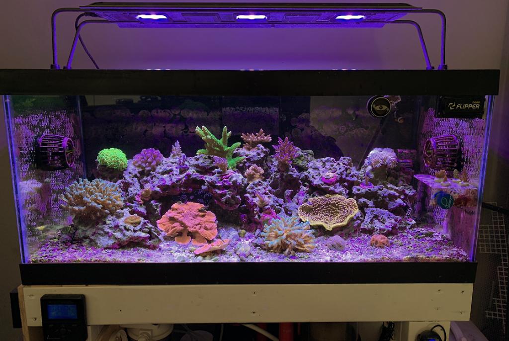 40G Mixed Reef on Nov 17, 2019