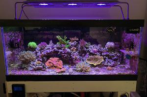 40G Mixed Reef on Nov 17, 2019