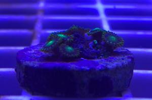 Radioactive Dragon Eye Zoanthids Thumbnail