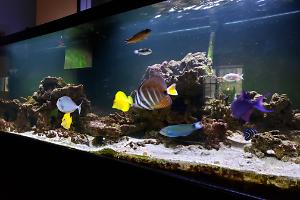 Saltwater Display Tank Thumbnail