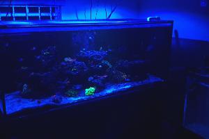 Nate's 150 Gallon Reef Thumbnail