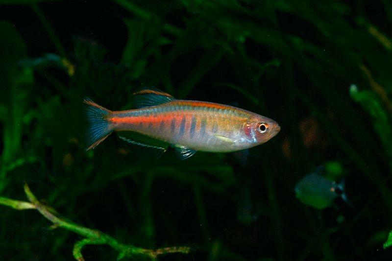 Glowlight Danio / Danio choprai 25