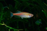 Glowlight Danio Thumbnail