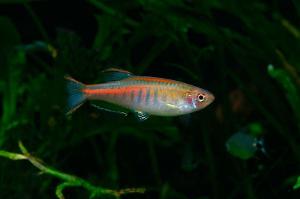 Glowlight Danio Thumbnail