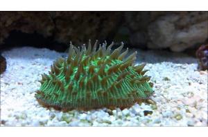 Ultra Plate Coral Thumbnail