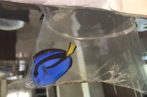 Blue Tang Thumbnail